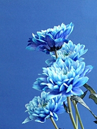 integriteit, blauwe bloemenpracht.jpg